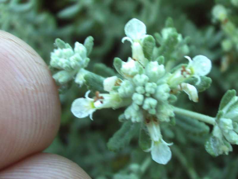 Teucrium capitatum